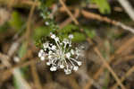 Littleleaf buckbrush